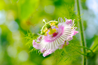 Картинка цветы пассифлора пестик тычинка розовая лепестки цветок