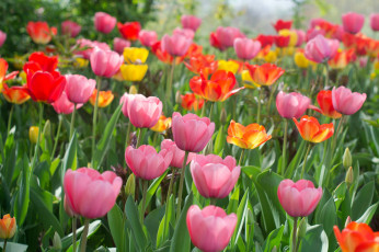 Картинка цветы тюльпаны and many flowers tulips лепестки много разноцветные цветение colorful bloom