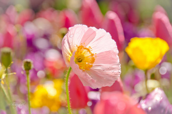 Картинка цветы маки ствол цветение луг поле лепестки цветок