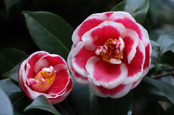 Картинка цветы камелии bud цветение shrubs flowering camellia бутон leaf кустарник листья камелия