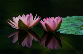 Картинка цветы лилии+водяные +нимфеи +кувшинки лепестки бутоны кувшинки вода капли цветение листья водоем