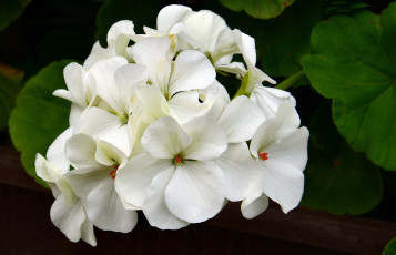 Картинка цветы герань макро белые