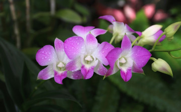 Картинка цветы орхидеи орхидея бело-фиолетовая цветение лепестки цветки