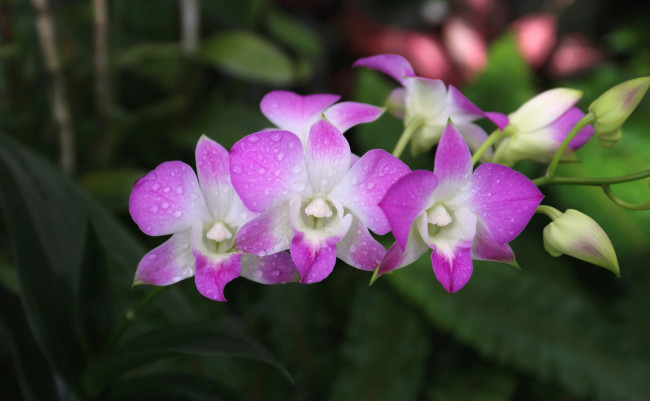 Обои картинки фото цветы, орхидеи, орхидея, бело-фиолетовая, цветение, лепестки, цветки
