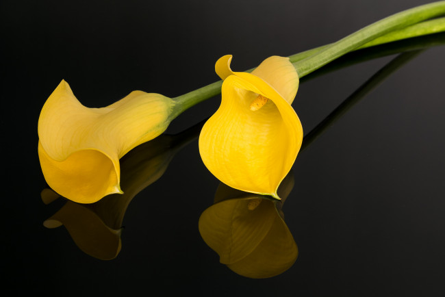 Обои картинки фото цветы, каллы, темный, фон, желтые