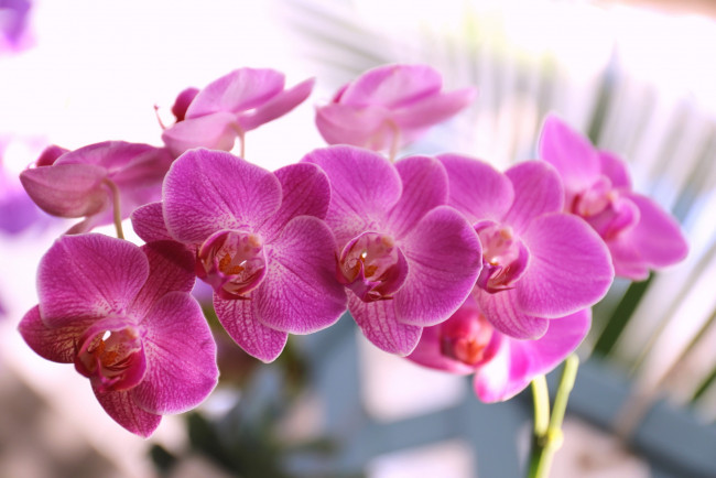 Обои картинки фото цветы, орхидеи, цветение, лепестки, фиолетовая, цветки, орхидея