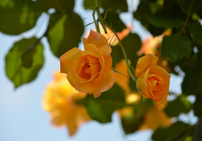 Обои картинки фото цветы, розы, petals, bud, rose, blossoms, роза, цветение, листья, лепестки, leaves, бутон