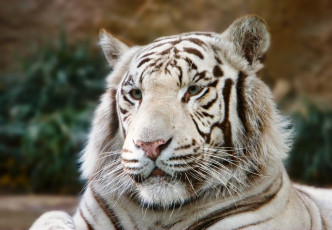 Картинка животные тигры голова белый тигр