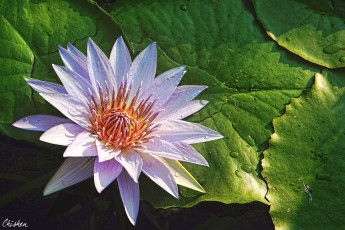 Картинка цветы лилии+водяные +нимфеи +кувшинки капли лепестки водяная лилия нимфея