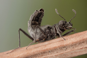 Картинка животные насекомые насекомое макро фон