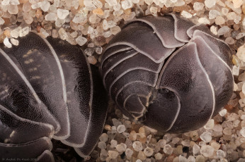 Картинка животные насекомые песок мокрицы шарики макро