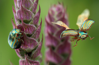 Картинка животные насекомые травинки жуки фон