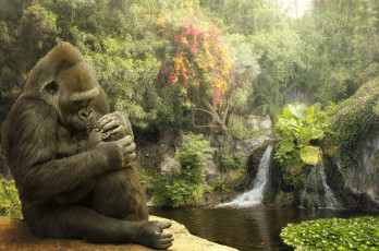 Картинка животные обезьяны детеныш горилла