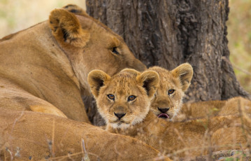Картинка животные львы львята малыши львица мама