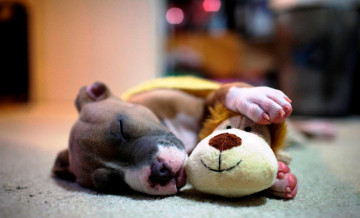 Картинка животные собаки собака сон игрушка пол отдых щенок пес