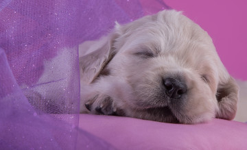 Картинка животные собаки золотистый ретривер милый щенок малыш сон