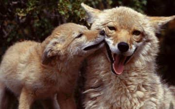 обоя животные, лисы, поцелуй, язык, лисенок, лисица, лиса