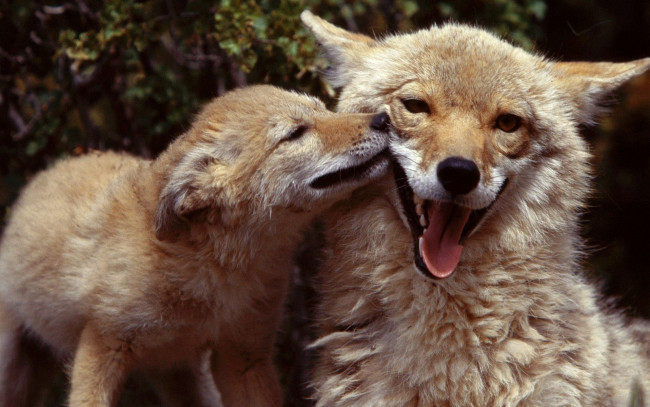 Обои картинки фото животные, лисы, поцелуй, язык, лисенок, лисица, лиса