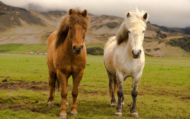 Обои картинки фото животные, лошади, farm, horses, iceland