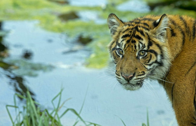 Обои картинки фото животные, тигры, портрет, тигренок, взгляд, тигр, хищник