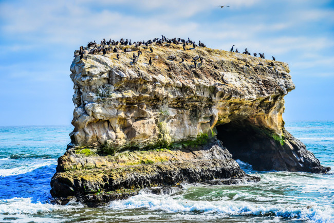 Обои картинки фото natural bridges state beach, животные, Чайки,  бакланы,  крачки, птичий, базар