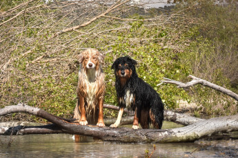 Картинка животные собаки водоем растения двое