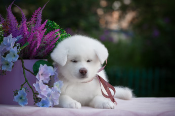 Картинка животные собаки фон цветы животное щенок