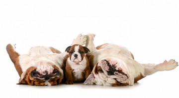 Картинка животные собаки трое белый фон