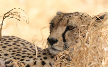 Картинка животные гепарды профиль морда взгляд