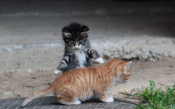 Картинка животные коты двое котенок