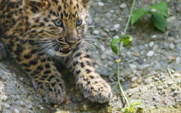 Картинка животные леопарды растение детеныш