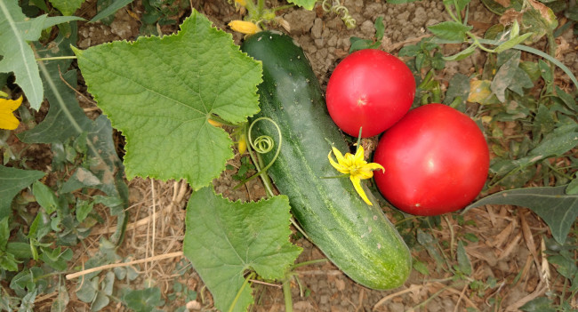 Обои картинки фото еда, овощи, помидоры, огурец, томаты