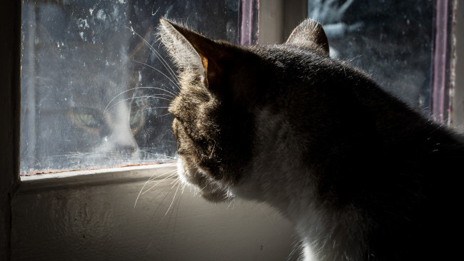 Обои картинки фото животные, коты, окно, отражение