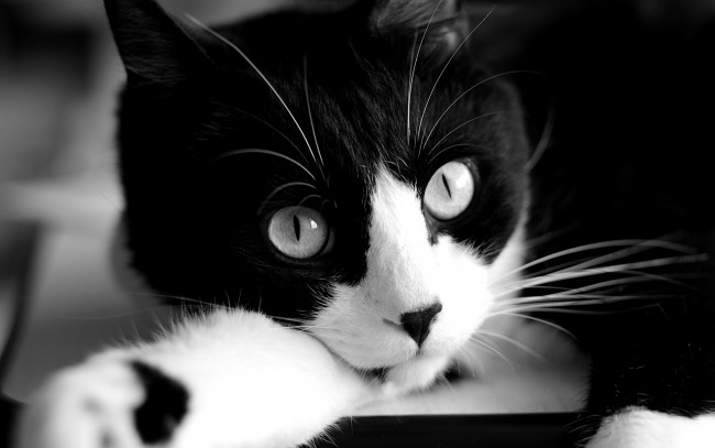 Обои картинки фото животные, коты, черно-белый, взгляд, мордочка, кот