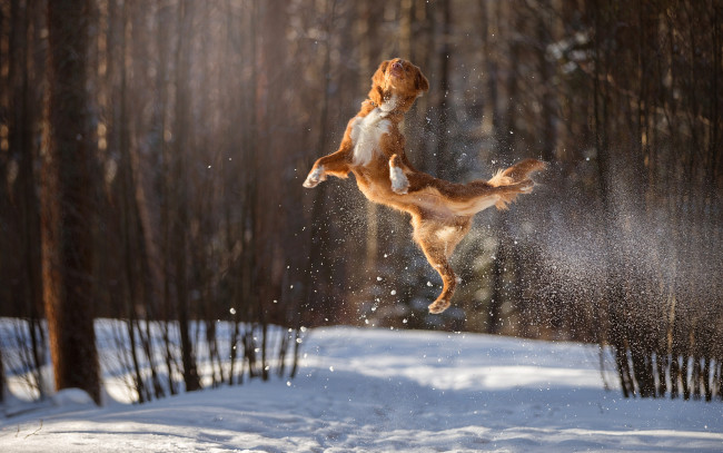 Обои картинки фото животные, собаки, прыжок, собака, боке, снег, полёт, зима, в, воздухе
