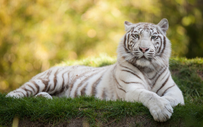 Обои картинки фото животные, тигры, взгляд, трава