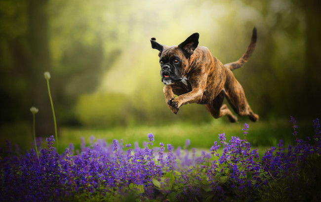 Обои картинки фото животные, собаки, tini, прыжок, собака, цветы, боке, бег, боксёр