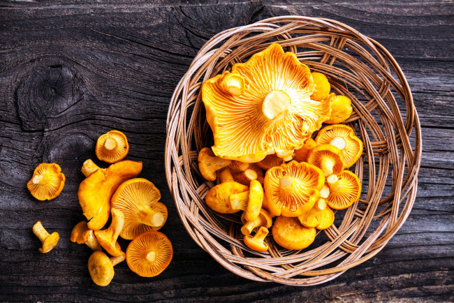 Обои картинки фото еда, грибы,  грибные блюда, лисички, корзинка
