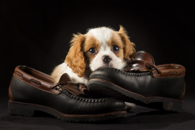 Обои картинки фото животные, собаки, щенок, туфли, милый, обувь