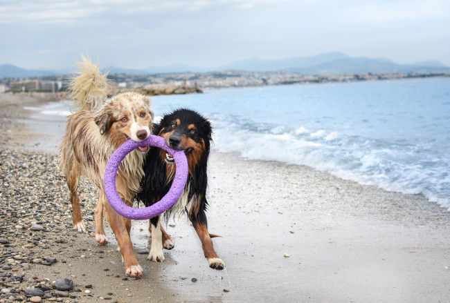 Обои картинки фото животные, собаки, кольцо, водоем, двое, камешки