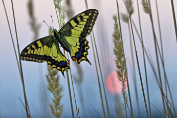 Картинка животные бабочки +мотыльки +моли трава природа рассвет бабочка утро насекомое