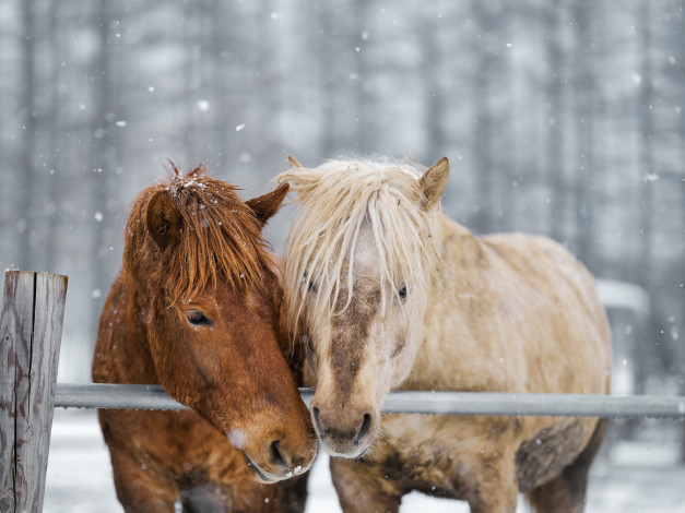 Обои картинки фото животные, лошади, пара