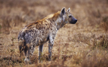 Картинка животные гиены гиеновые собаки