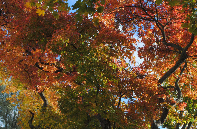 Обои картинки фото осень, природа, деревья