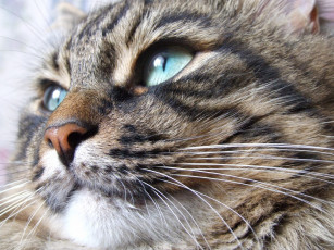 Картинка животные коты cat невская маскарадная глаза