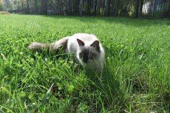 Картинка животные коты cat невская маскарадная трава