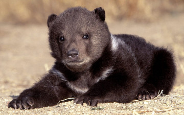 Картинка животные медведи медвежонок