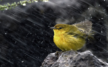 Картинка животные птицы жёлтая древесница
