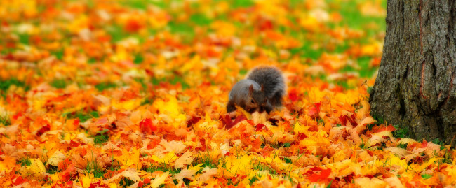 Обои картинки фото животные, белки, осень, листья