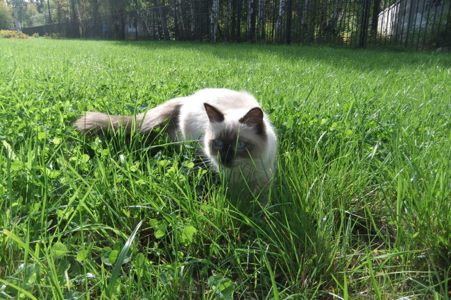 Обои картинки фото животные, коты, cat, невская, маскарадная, трава